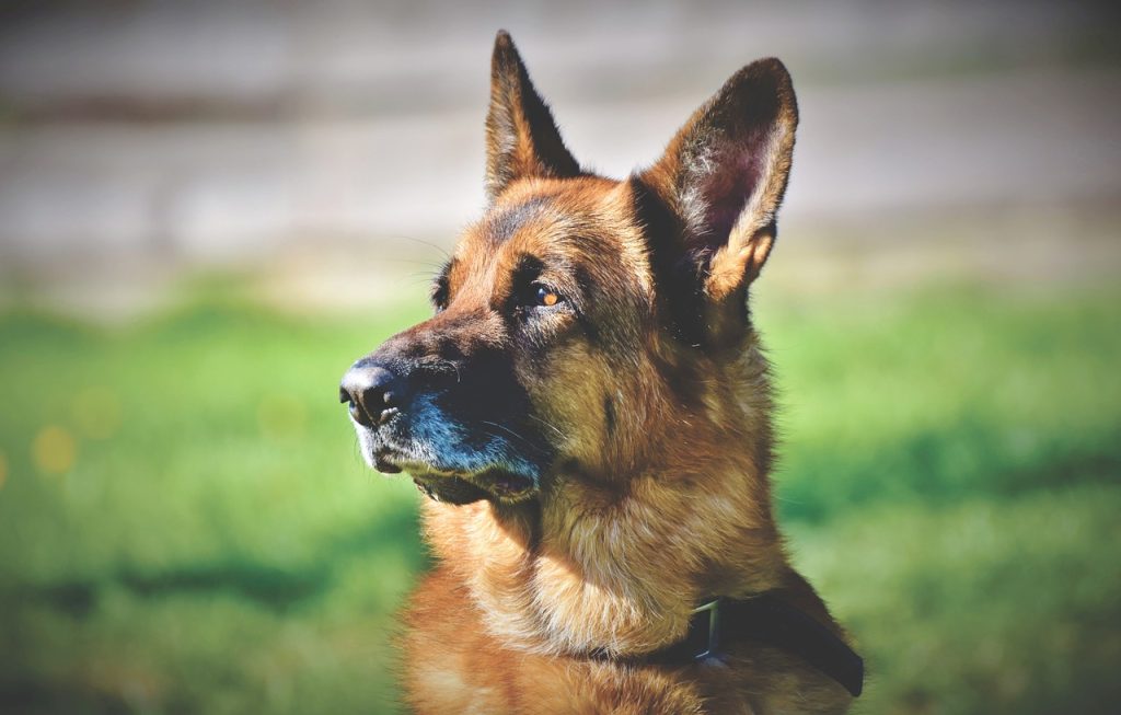 Different Types of German Shepherds
